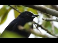 Parlotero Malcasado - White-lined Tanager - Tachyphonus rufus