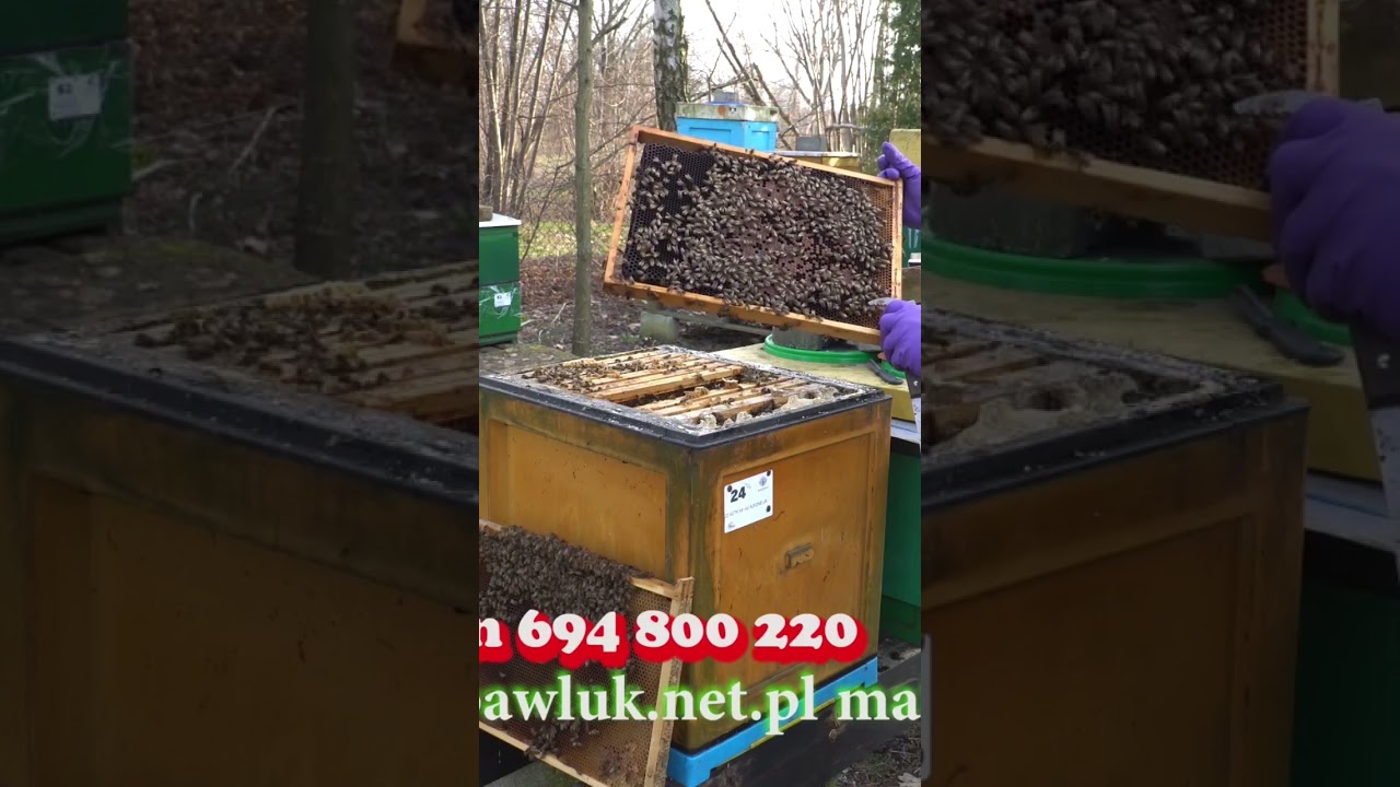 http://www.pawluk.net.pl #beekeeping #pszczelarstwo #buckfast #matkipszczele#viralvideo #pasieka