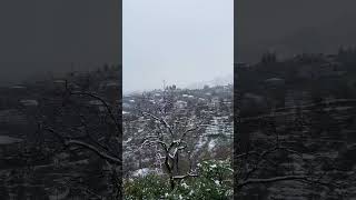 Снег в Грузии 🇬🇪-1 температура в Батуми и мандарины🍊в снегу❄️ #грузия #batumi #video #батуми #new