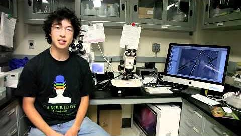 2011 Brown/Stanford iGEM Project