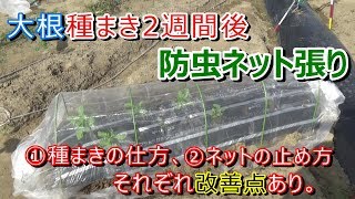 【家庭菜園】大根種まき2週間後に防虫ネット張りました。①種のまき方②ネットの止め方に改善点見つかる。