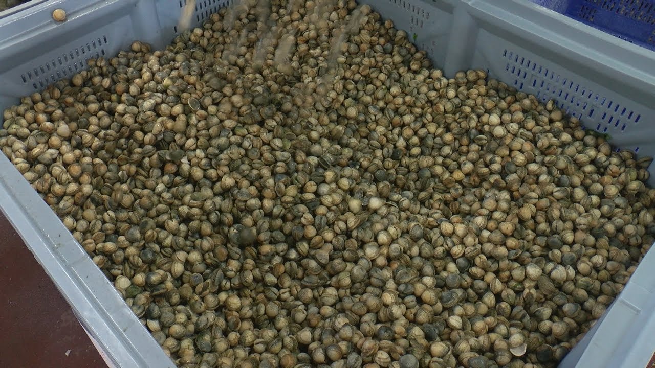 A campaña marisqueira de Noia vai camiño de converterse na segunda mellor da historial canales