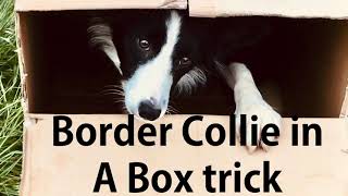 Fun EASY PET BORDER COLLIE DOG TRICK / dog in a box 🐾 cute BORDER COLLIE by Northern lights BORDER COLLIES 350 views 2 years ago 2 minutes, 20 seconds