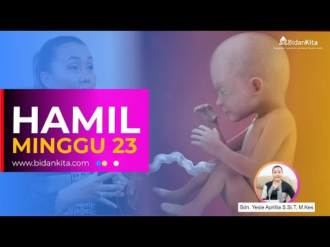 Minggu 23 _ Kehamilan dari Minggu ke Minggu