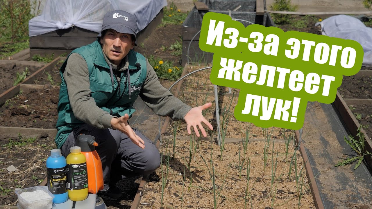 Почему ЖЕЛТЕЕТ ЛУК и как это исправить