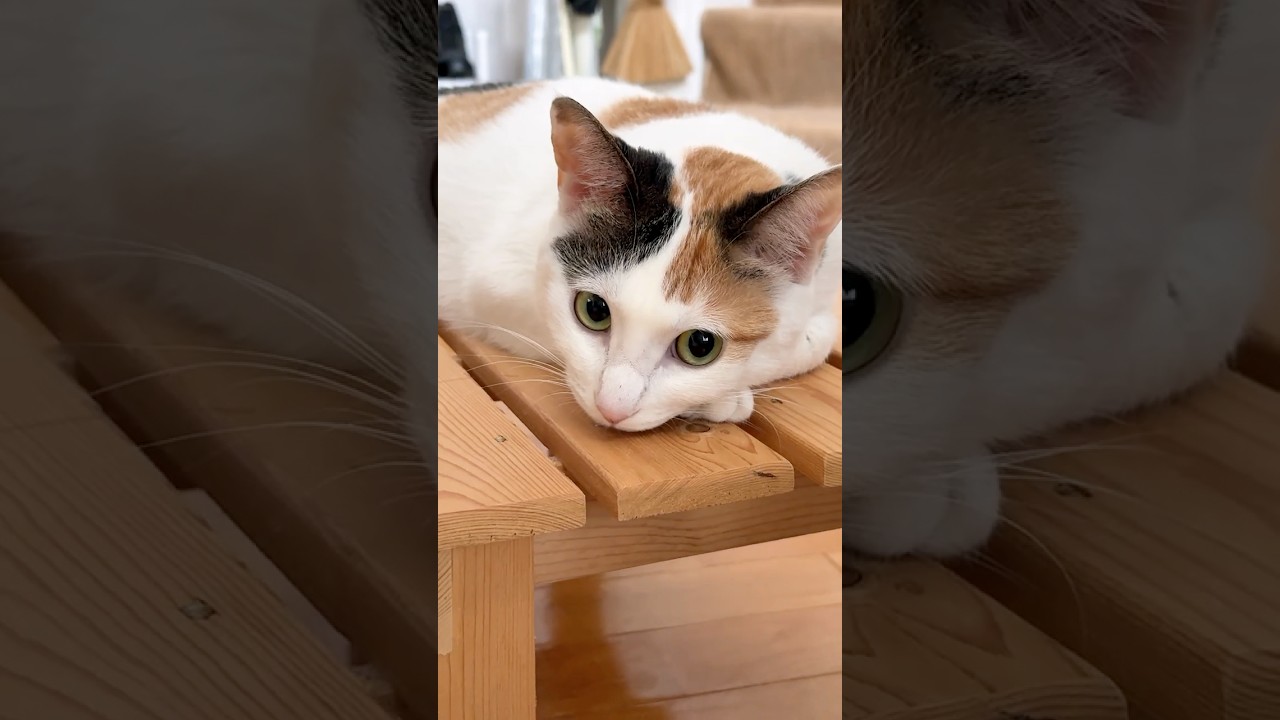 三毛猫】つくねスノコ台の上で可愛く伏せていますが辛辣なお顔も大好き