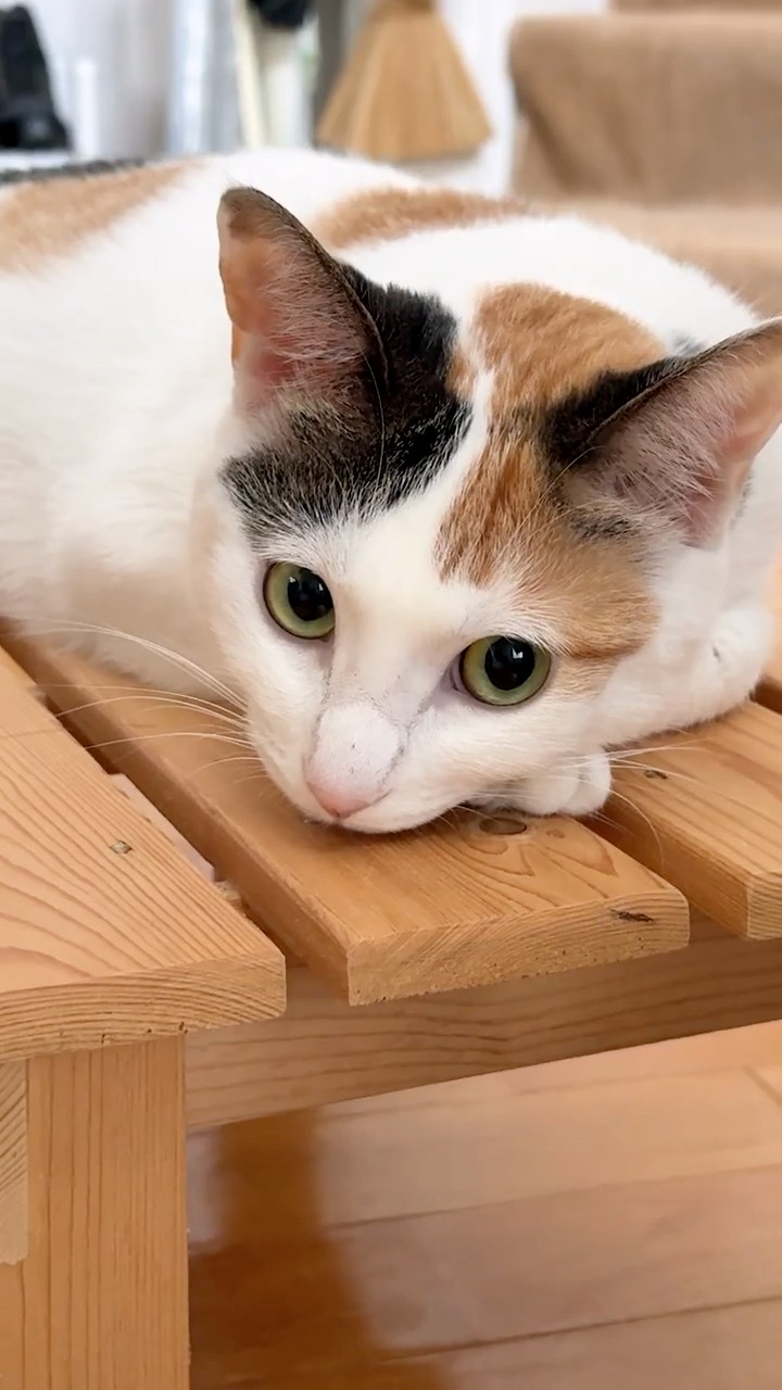 三毛猫】つくねスノコ台の上で可愛く伏せていますが辛辣なお顔も大好き