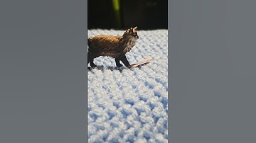 What i think I sound like vs what I actually sound like #funny #schleich  #trending