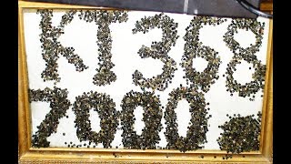 картинка: золото которое теряем  - обжиг против дробления аффинаж 7000 бочоночных транзисторов