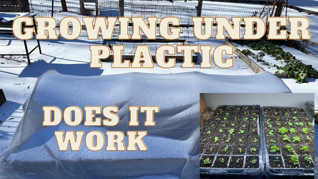 Growing Under Plastic. Will it work? YouTube