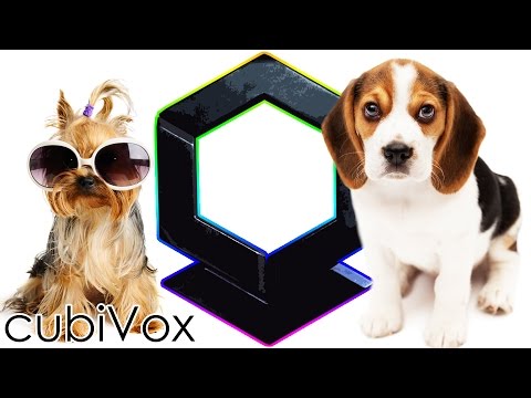 Βίντεο: Ποια είναι τα σημάδια της λειχήνας στα σκυλιά