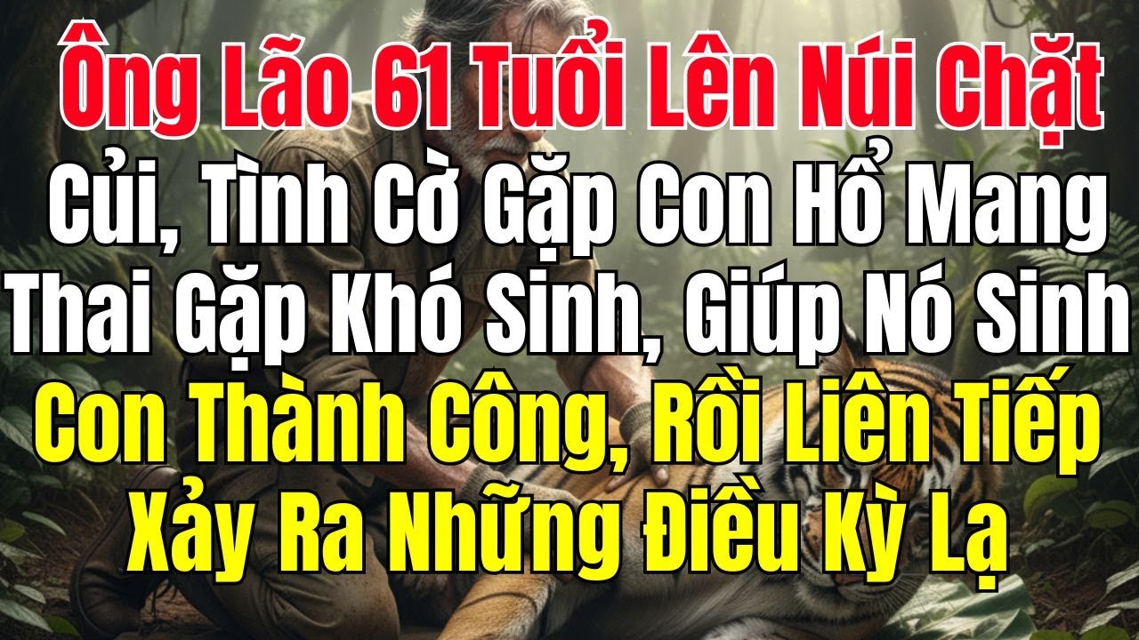 Ông Lão 61 Tuổi Lên Núi Chặt Củi Tình Cờ Gặp Con Hổ Mang Thai Gặp Khó Sinh giúp Nó Sinh Thành Công
