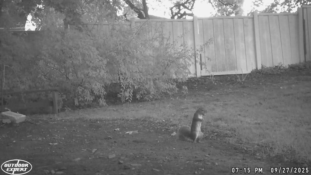 Trail Camera 2025 Collection #31 - Squirrels & More 
