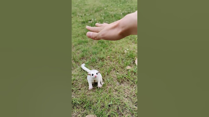 Sugar Glider