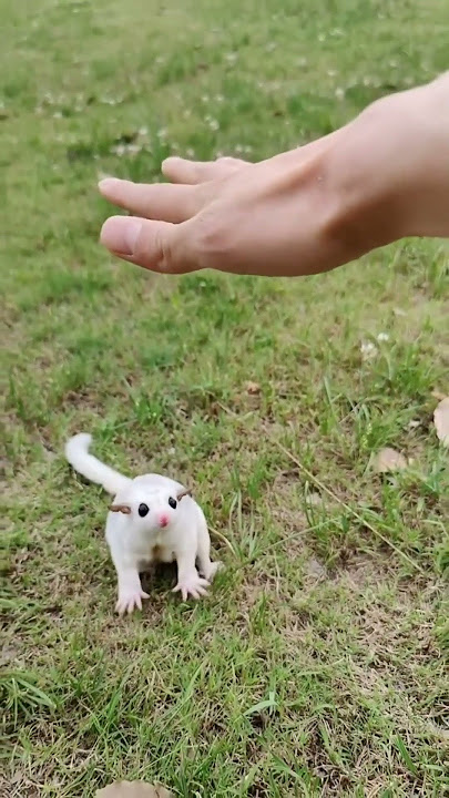 Sugar Glider
