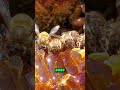 How bees make honey🤯