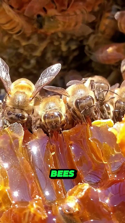 How bees make honey๐คฏ