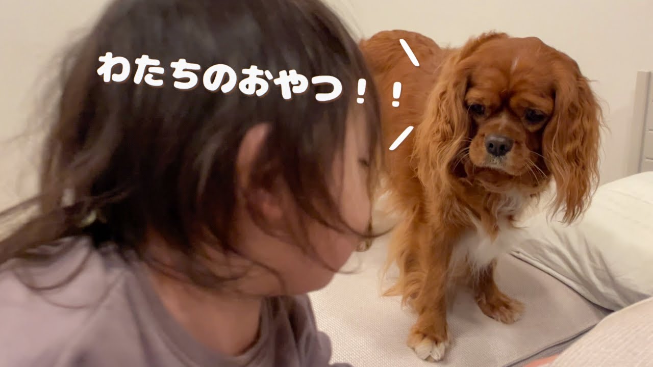 かまってほしい2歳児と早くおやつがほしいキャバリアルビーのやりとりが可愛すぎました