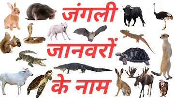 Wild animals name in Hindi & English with pictures (part 3)|जंगली जानवरों के नाम|let