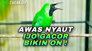 Download Lagu AWAS NYAUT !! CUCAK IJO GACOR BUKA PARUH COCOK BUAT PANCINGAN EMOSI IJO DEWASA AGAR CEPAT JAMTROK MP3 Download Lagu AWAS NYAUT !! CUCAK IJO GACOR BUKA PARUH COCOK BUAT PANCINGAN EMOSI IJO DEWASA AGAR CEPAT JAMTROK MP3