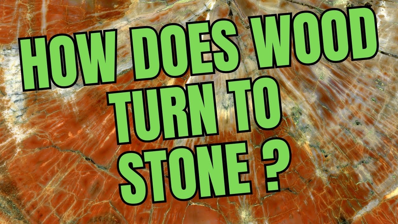 PETRIFIED WOOD:  ROCK, GEMSTONE, CRYSTAL, FOSSIL AND MINERAL ALL IN ONE