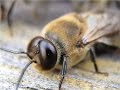 Уклад жизни пчёл. Как они избавляются от трутней. документально Bees began to cast out