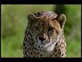 Bbc duma the cheetah by john  simon king dec 1997