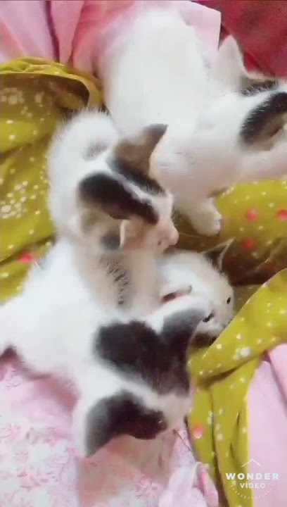 They are Leya, Lana, Lili & Likhu.