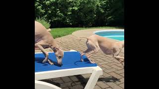 Let’s go ~~~~ #italiangreyhound #iggy #dog #dogclothes #cutedog #iggydog #greyhound #dogclub #dogs