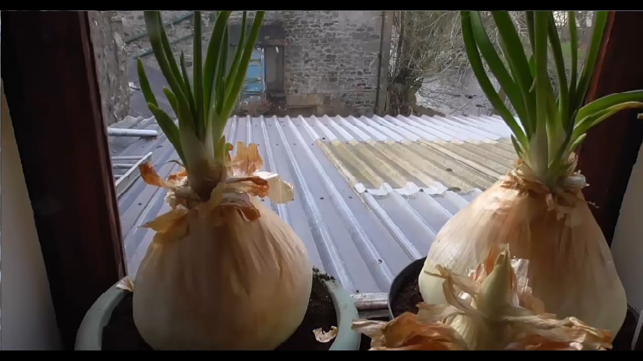 Allotment Diary : Quick veg plot, polytunnel & general update