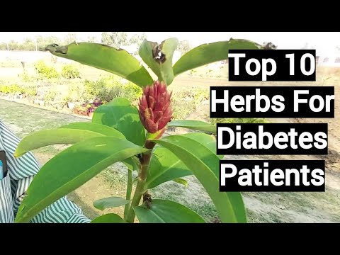 Top 10 Herbs For Diabetes Patients