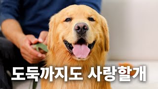 They'd do anything for you | Dog Encyclopedia Golden Retriever