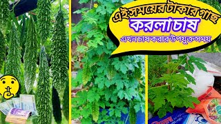 এখন করলা চাষ শুরু করার উপযুক্ত সময় করলার জাত পরিচিতি চাষ পদ্ধতি
