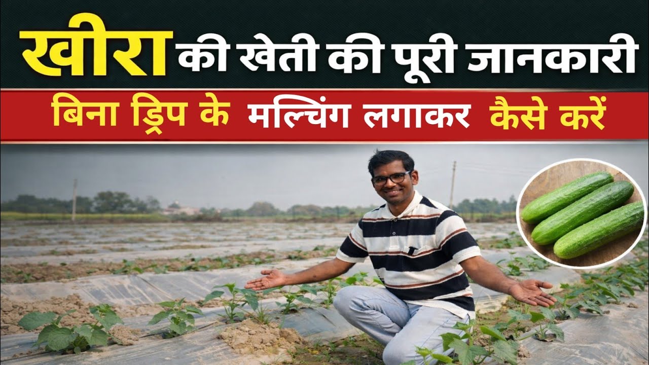 खीरे की खेती की पूरी जानकारी | बिना ड्रिप के मल्चिंग लगाकर खीरे की खेती कैसे करें | Cucumber Farming