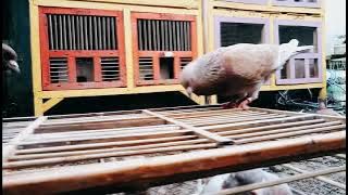 Story wa merpati keren..