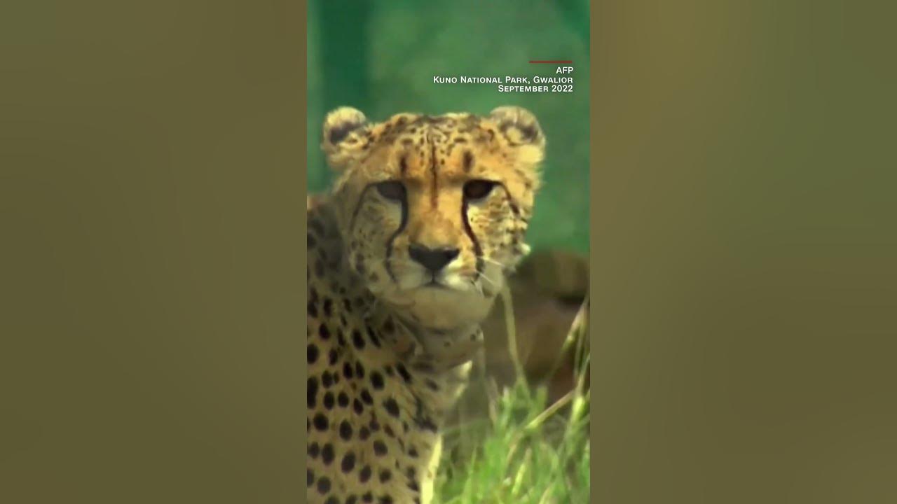 See adorable cheetah cubs born in India for the first time in 70 years