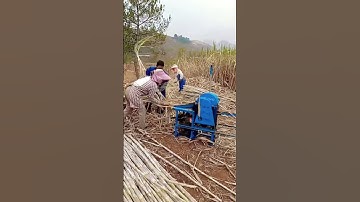 unique tool for peeling newly harvested sugar cane #shorts #farming #agriculture