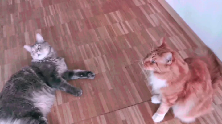 Video 4471661: maine coon eating, feather