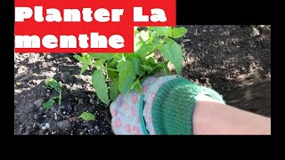 Comment planter de la menthe au potager ou en pot  ?