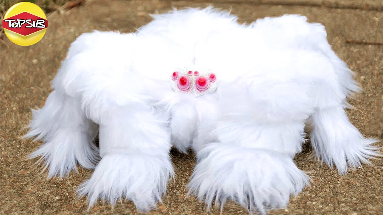 20 Labah-Labah Yang Hanya Dapat Dijumpai Sekali Dalam Seribu Tahun!