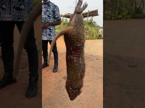 Video: Gambian Pouched Tikus: Haiwan dan Binatang Eksotik
