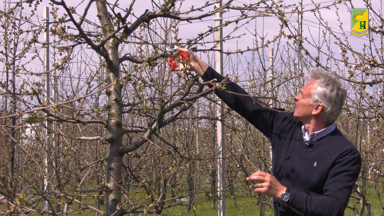 Cires. Taieri de fructificare forma de coroana ax vertical I