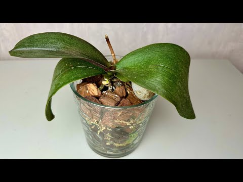 не трогай орхидею // орхидея сгноила корни и сморщилась ОНА ЛЕГКО ОЧНЁТСЯ