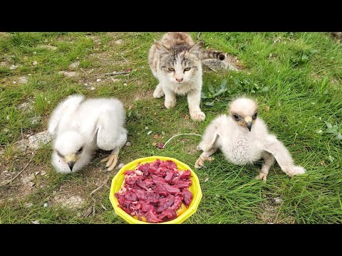 Week 1 – Feeding & Training My Golden Eagle Chicks… Big Brother Moves First 🥩🦅