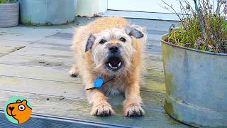 Download Lagu 12 Year Old Dog Argues With Everyone 24/7, Until... | Cuddle Buddies MP3 Download Lagu 12 Year Old Dog Argues With Everyone 24/7, Until... | Cuddle Buddies MP3