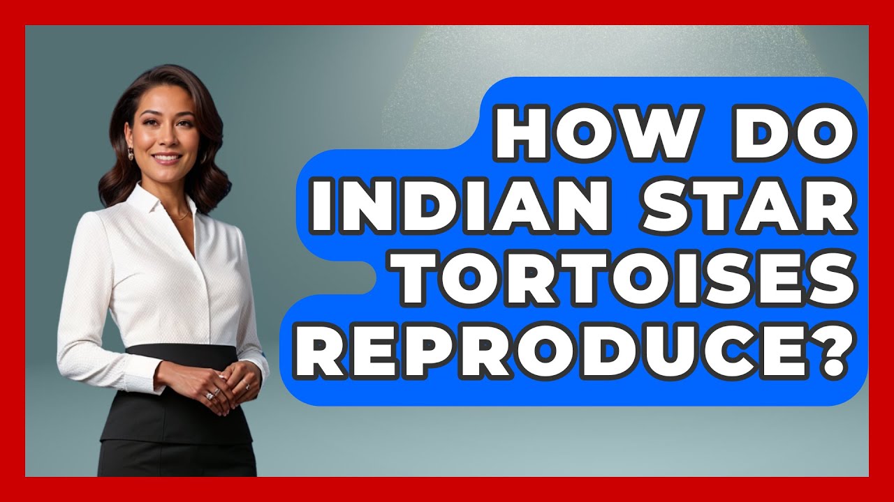 How Do Indian Star Tortoises Reproduce? - Reptilian Wonders