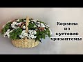 Корзина из кустовой хризантемы. Флористика