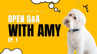 Q&A with Amy From BAXTER & Bella | Podcast Ep. 1 by BAXTER & Bella The Online Puppy School! 809 views 11 months ago 27 minutes