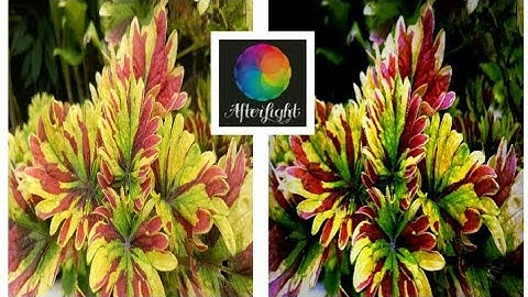 AFTERLIGHT CINEMATIC EFFECT | How to use Afterlight Photo Editor