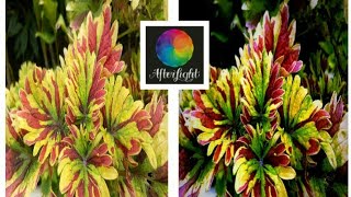 AFTERLIGHT CINEMATIC EFFECT | How to use Afterlight Photo Editor screenshot 5